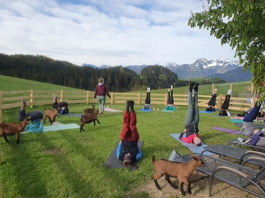 KITZYOGA beim Moosbauern