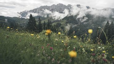 Die Vielfalt der alpinen Pflanzenschätze